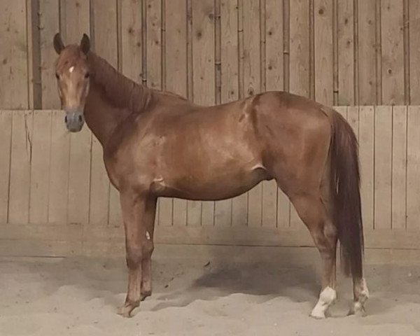 dressage horse Manapi (Russian Trakehner, 2020, from Sakas)