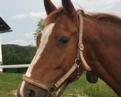 broodmare Fortuna (von Fort Pech) (Russian Trakehner, 2009, from Fort Pech)