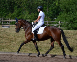 dressage horse Sunnydance (Belgian Warmblood, 2018, from Pavarotti van de Helle)