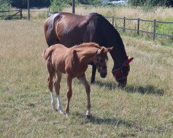 dressage horse Hengst von Zoom / Riccione (Westphalian, 2023, from Zoom)