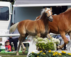 horse Samira (Haflinger, 2020, from Memento)