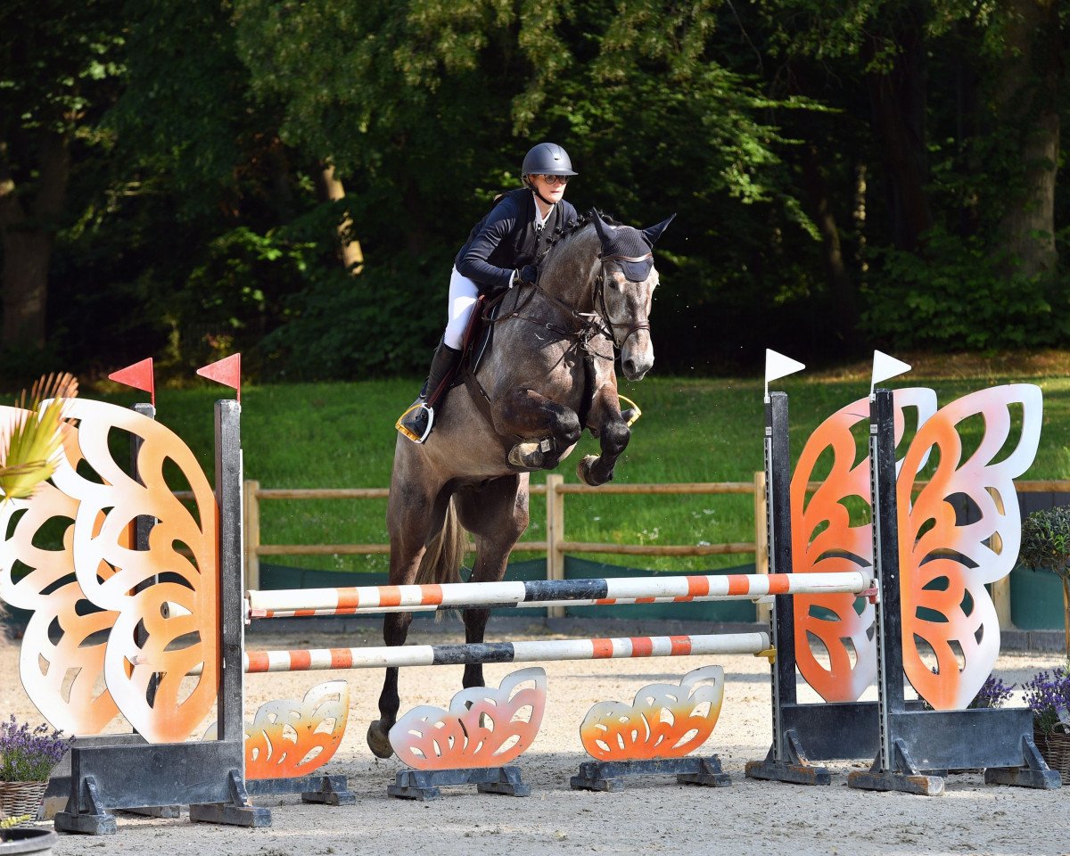 Springpferd Anton 945 (Holsteiner, 2017, von Adagio de Talma)