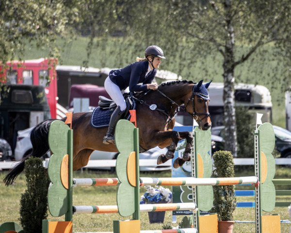 jumper Famous 38 (Holsteiner, 2013, from Uriko)