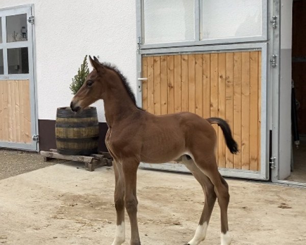 dressage horse Don Damsey MSH (Hanoverian, 2023, from Damsey FRH)