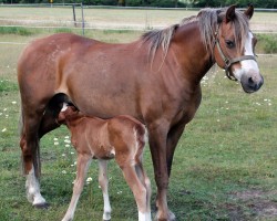 broodmare Telynau Day Dream (Welsh-Pony (Section B), 2015, from Eyarth Rio)