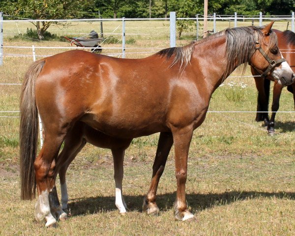 broodmare Telynau Day Dream (Welsh-Pony (Section B), 2015, from Eyarth Rio)