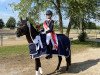 dressage horse Caruso 516 (German Riding Pony, 2010, from Cappuccino)