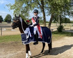 Dressurpferd Caruso 516 (Deutsches Reitpony, 2010, von Cappuccino)