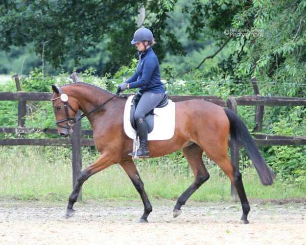 Zuchtstute Lady Loxley F (Rheinländer, 2013, von Lord Loxley I)