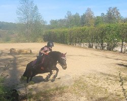 dressage horse Jolly Roger (unknown, 2014)