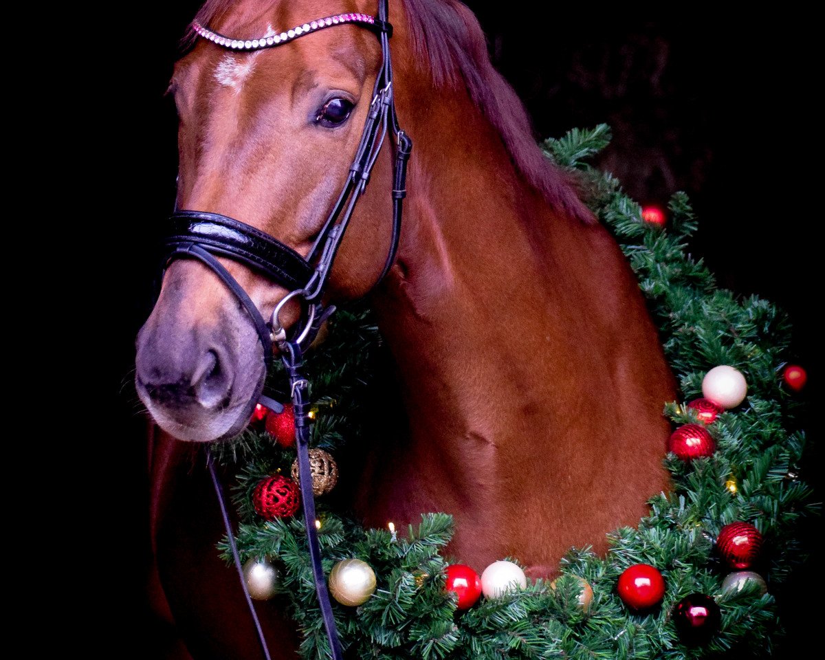 dressage horse Bonhomme's Fabergè (Hanoverian, 2013, from Fiorissimo)