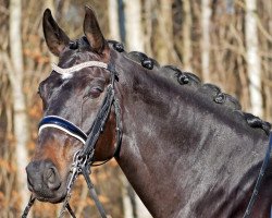 dressage horse Fürstenball’s Fabergé (Westphalian, 2012, from Fürstenball)