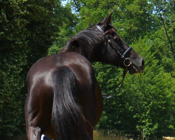 broodmare Ultime Dedira (Holsteiner, 2004, from La Zarras 119 FIN)