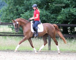 broodmare Fräulein Anneliese B (Westphalian, 2013, from Fürst Piccolo)