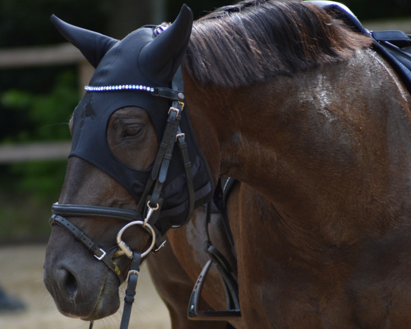 dressage horse Carhu Darkie (Irish Sport Horse, 2013)