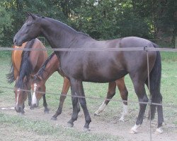 broodmare Europa de Dira (Holsteiner, 2012, from Hirtentanz 2)