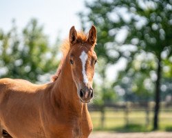 Pferd Diacoré (Westfale, 2023, von Diablue PS)