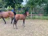 dressage horse Dance for my Pleasure (German Riding Pony, 2023, from Dance For Me)