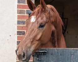 dressage horse Royal R-Force (Holsteiner, 2018, from Rubin Royal OLD)