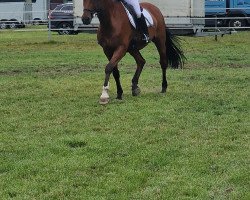 dressage horse Cäpt'n Sharky (Westphalian, 2009, from Captain Fire)