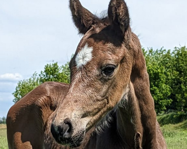 Springpferd Diamaxx (Holsteiner, 2023, von Duplexx)