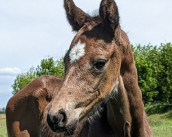 horse Diamaxx (Holsteiner, 2023, from Duplexx)