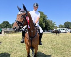 jumper Cornelio Again (KWPN (Royal Dutch Sporthorse), 2007, from Cantos)