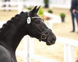 stallion Ascot van de Helle (Hanoverian, 2015, from Arpeggio)