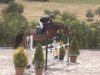 jumper Sue 79 (German Sport Horse, 2017, from DSP Superior)