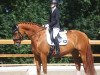 dressage horse Orlando 311 (Trakehner, 2011, from Graziello)