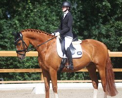 dressage horse Orlando 311 (Trakehner, 2011, from Graziello)