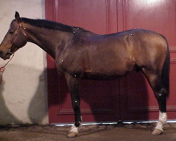 stallion Ugo du Midour (Selle Français, 1986, from Fol Vent AA)