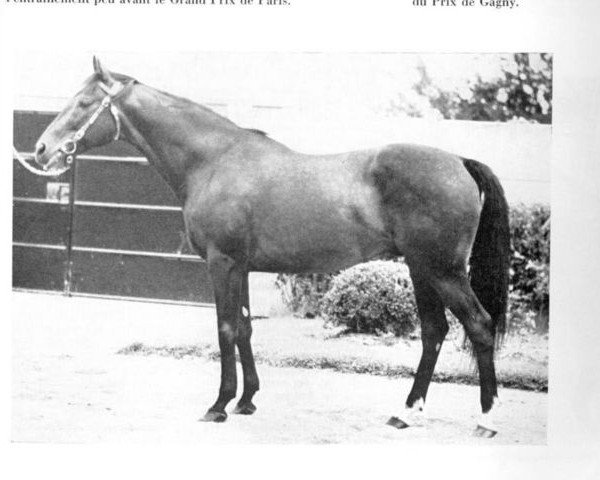 stallion Violon d'Ingres xx (Thoroughbred, 1959, from Tourment xx)