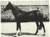 stallion Djeneris AA (Anglo-Arabs, 1962, from Neris II AA)