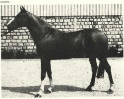 stallion Djeneris AA (Anglo-Arabs, 1962, from Neris II AA)