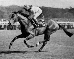 stallion A Tempo xx (Thoroughbred, 1963, from Tombeur xx)