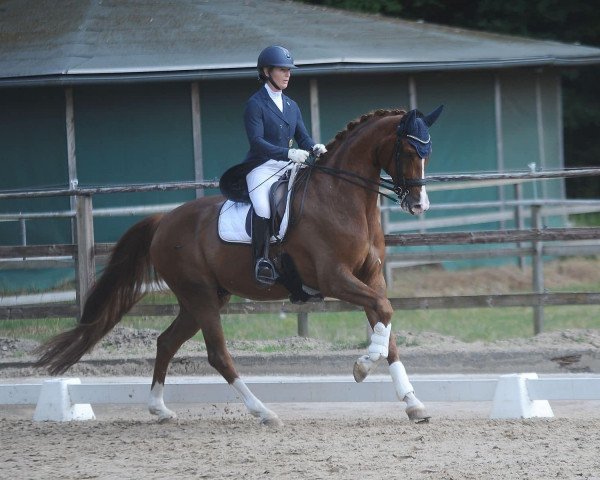 dressage horse First April Bd (Hanoverian, 2015, from Follow Me OLD)