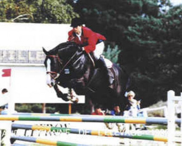 stallion Urville du Montois (Selle Français, 1986, from Leopard du Castel)