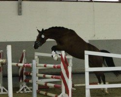 broodmare Tannenhains Florida (German Riding Pony, 2012, from Black Dancer)