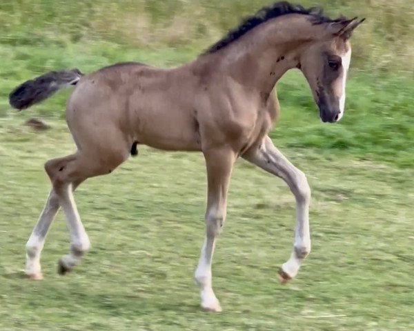 foal by Goldstück KW (German Riding Pony, 2023, from Gold Garant)