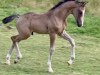 dressage horse Goldstück KW (German Riding Pony, 2023, from Gold Garant)