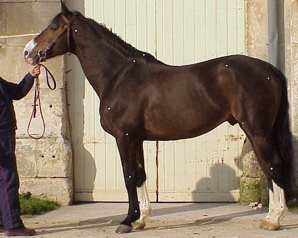 stallion Urous (Selle Français, 1986, from Elf III)