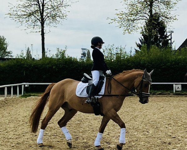 dressage horse Danny Gold's Rendezvous (German Riding Pony, 2017, from Danny Gold)