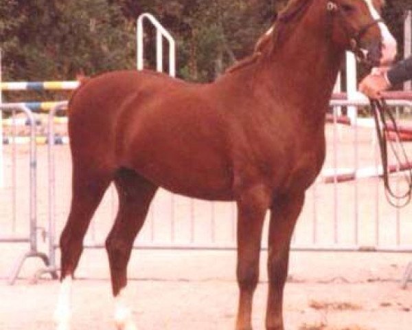 stallion Rotherwood Ambassador (Welsh-Pony (Section B), 1988, from Longnewton Maestro)