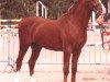 stallion Rotherwood Ambassador (Welsh-Pony (Section B), 1988, from Longnewton Maestro)
