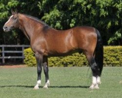 stallion Calisco Jmen (Holsteiner, 1997, from Cassini I)