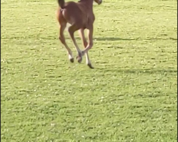 Video of Divio