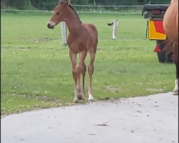 Video of Divio