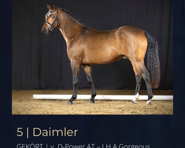 dressage horse Daimler 69 (German Riding Pony, 2019)