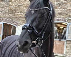 dressage horse Finetime 6 (Westphalian, 2017, from Fürst Wilhelm)